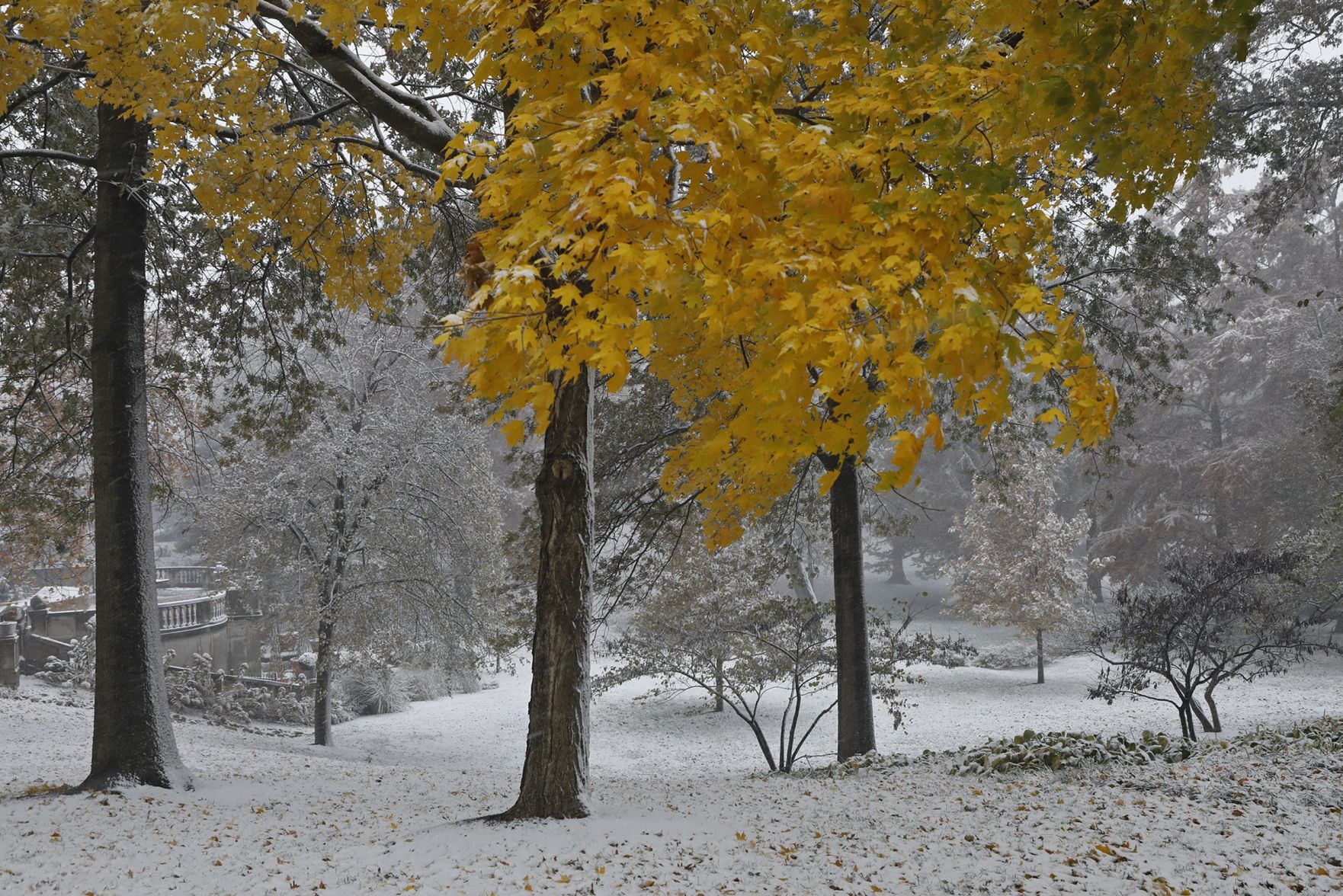 First snow covers the Zoo